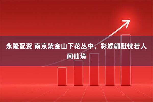 永隆配资 南京紫金山下花丛中，彩蝶翩跹恍若人间仙境